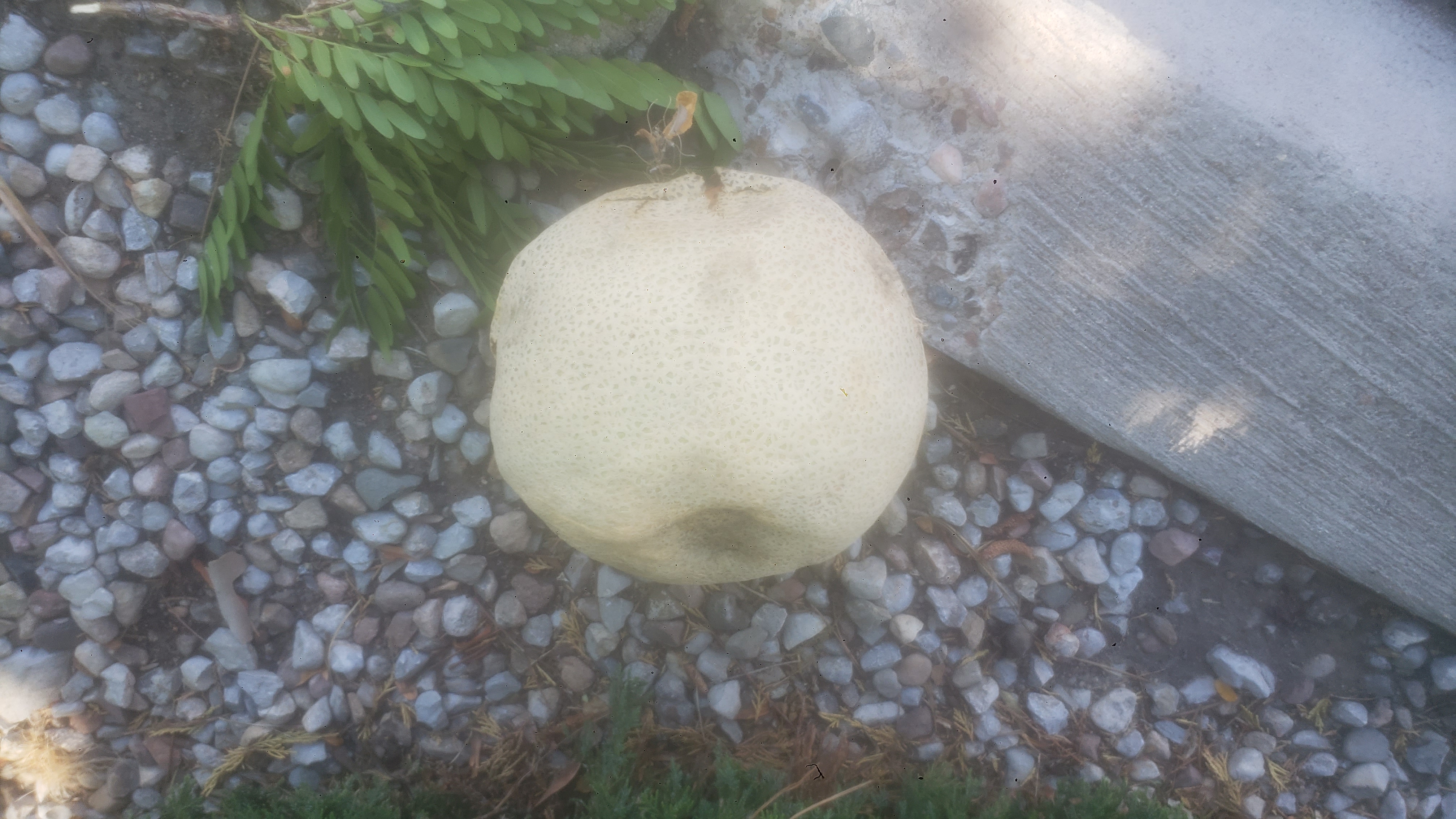 Bruised cantaloupe on a curb.